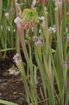 Crimson pitcherplant